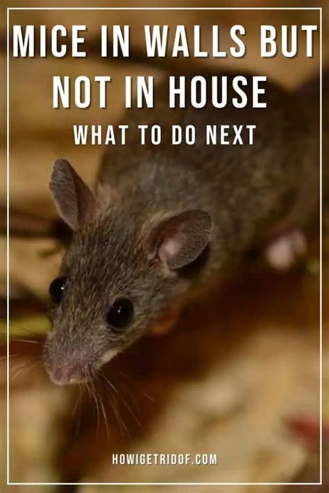 Mice in walls but not in house. Things To Know About Mice in walls but not in house. 